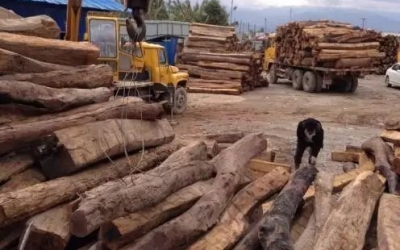 缅甸花梨凭什么，，，，价钱一起上涨....