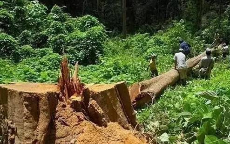 缅甸花梨（大果紫檀）逐渐成为红木家具的“主力军”。。。